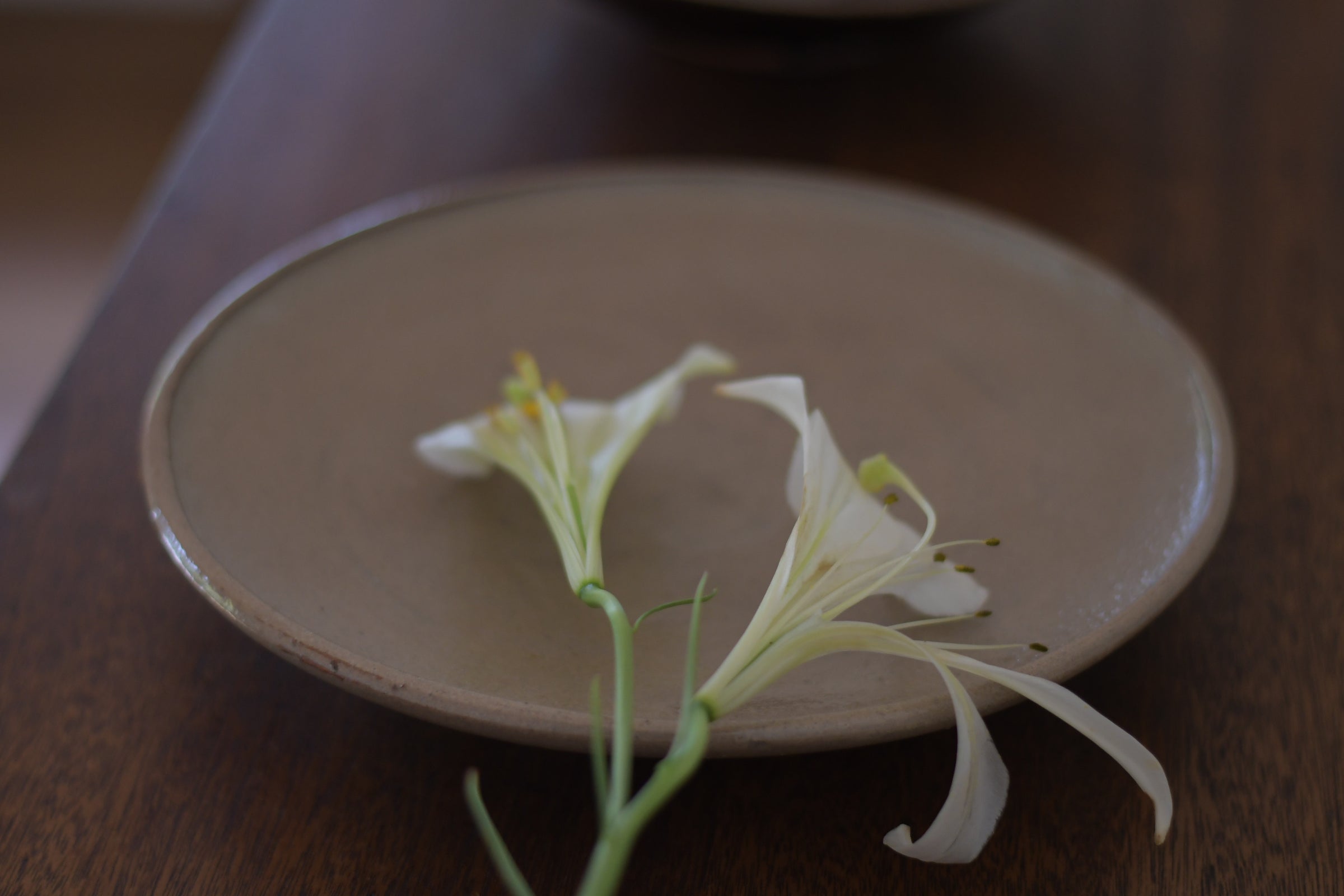 村木雄児｜唐津鉢F（薪） | UTSUWA-HOTARU online store