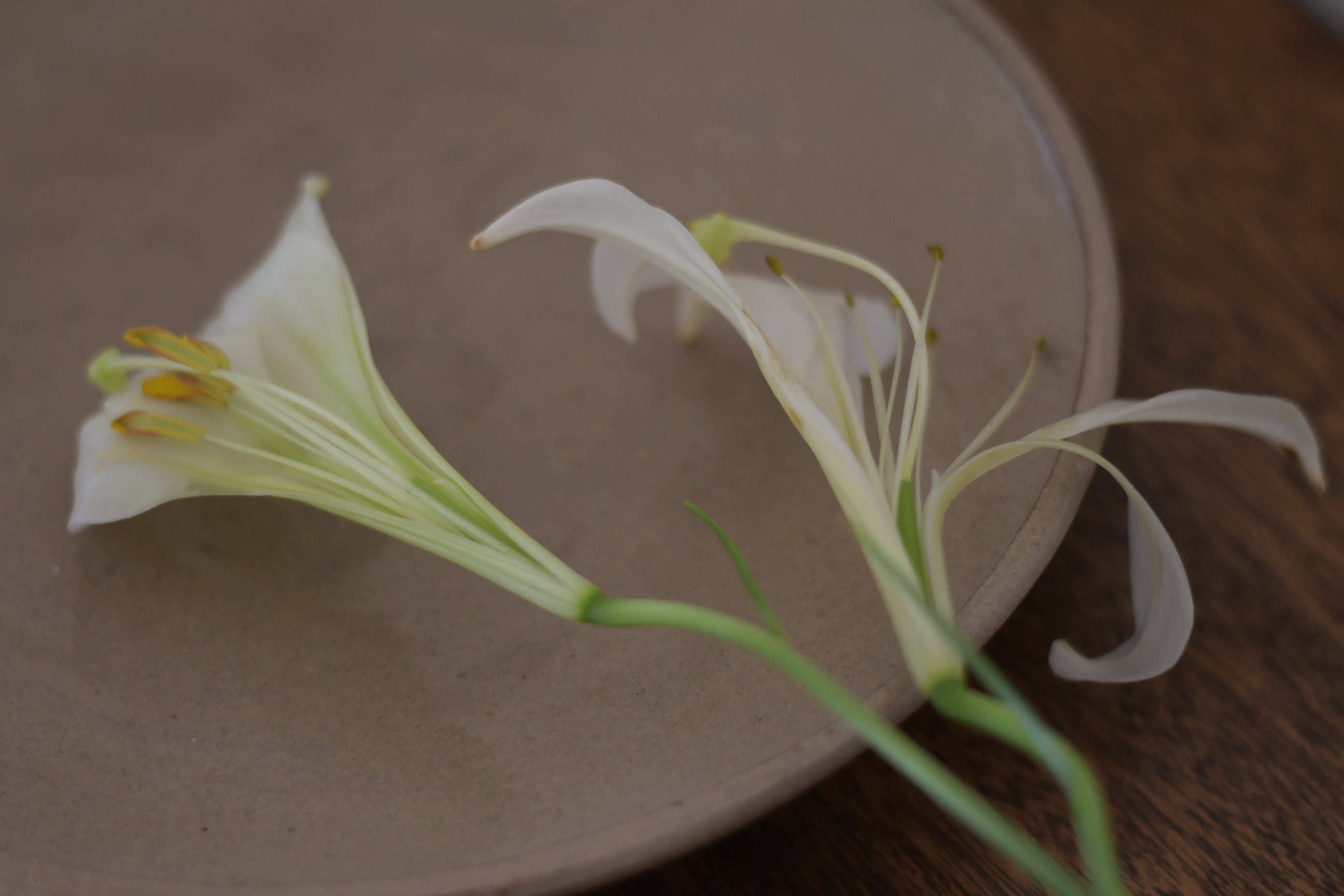 村木雄児｜唐津鉢F（薪） | UTSUWA-HOTARU online store